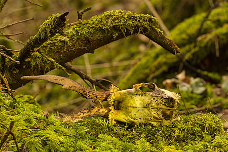 green moss on tree branch close-up photography thumbnail