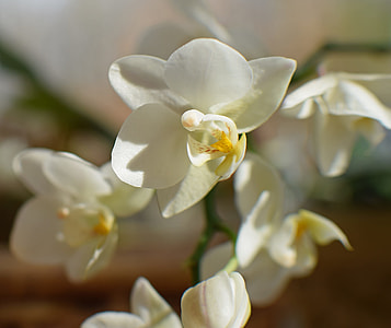 Hybrid Phalaenopsis, Phalaenopsis thumbnail