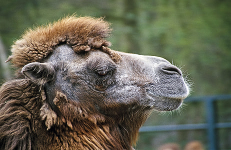 brown camel closing eyes thumbnail