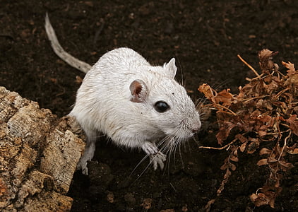 white rodent beside dried leaves thumbnail