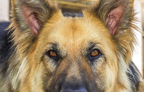 German Shepherd closeup photo thumbnail