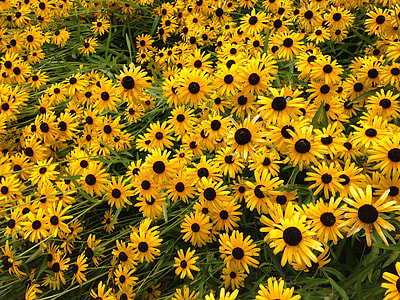 Flowers, Field Of Flowers thumbnail