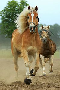 two brown horses running on ground thumbnail
