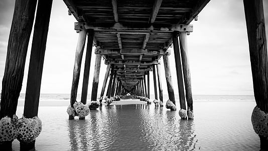 grayscale photo of wooden dock surrounded by body of water thumbnail