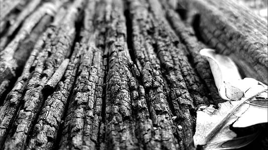 grayscale and closeup photography of dried leaf thumbnail
