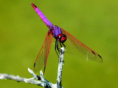 Red Dragonfly, Pipe Vinous thumbnail