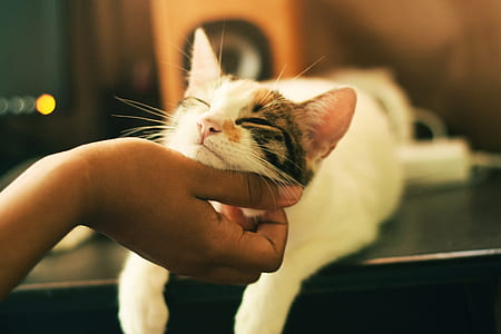 person petting white and gray cat on table thumbnail