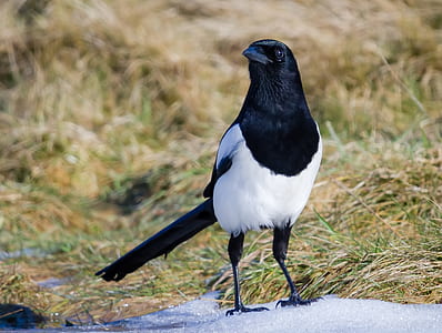 black and white raven thumbnail