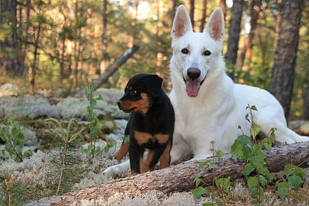 two dogs on forest thumbnail
