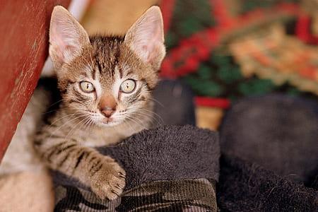 brown tabby kitten lying on black cloth thumbnail