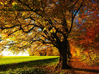 yellow leaf tree thumbnail
