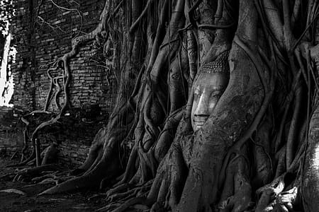 Tree Root With Deity Figurine thumbnail