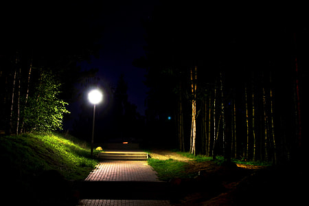 pathway between green leafed tree at nighttime thumbnail