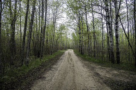 Hiking Path through the woods at Zippel Bay State Park, Minnesota thumbnail