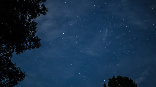 silhouette of trees under blue starry sky during nighttime thumbnail