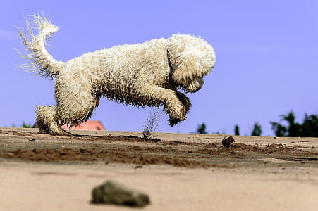 white dog digs on soil thumbnail