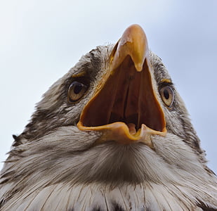 closeup photo of bald eagle head thumbnail
