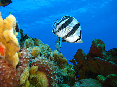 silver and black fish near coral reefs thumbnail