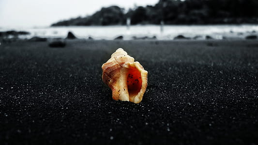 selective color photography of shell thumbnail