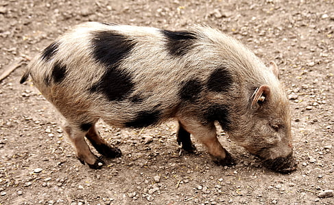 brown and black hog grazing during daytime thumbnail