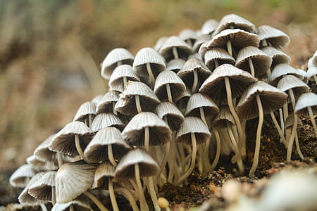Closeup Photo of White Mushrooms thumbnail