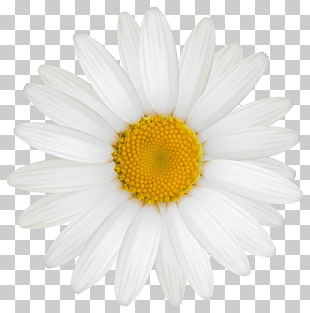 Roman chamomile Oxeye daisy Transvaal daisy Chrysanthemum Argyranthemum frutescens, Daisy , white ox-eye daisy flower PNG clipart