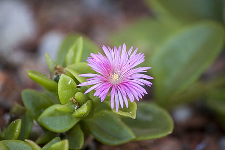 Succulent Pink Flower thumbnail