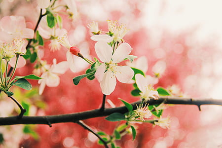 shallow focus photography of white flowers thumbnail