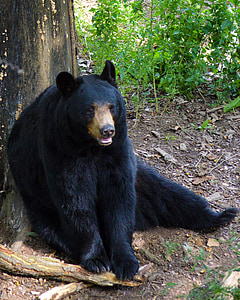 Grizzly bear on the forest thumbnail