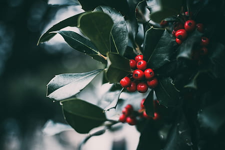Round Red Fruit Photo thumbnail