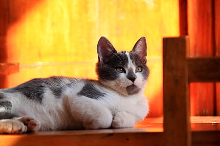 pet cat laying down on table thumbnail