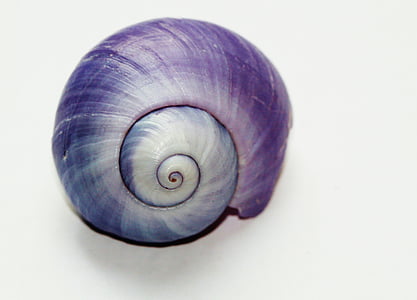 grey and black seashell thumbnail