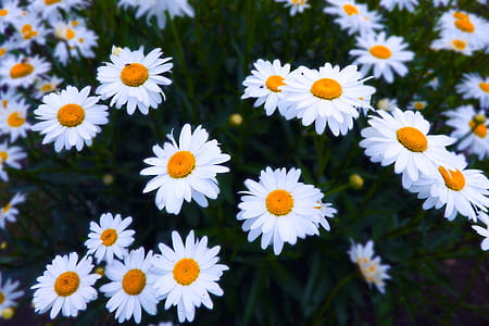 Daisy Flower thumbnail