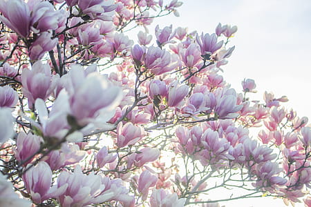 Pink Spring Tree Blossoms Photo thumbnail