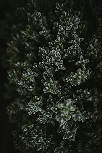 shallow focus photography of green leafed plant thumbnail