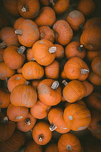 orange pumpkins thumbnail