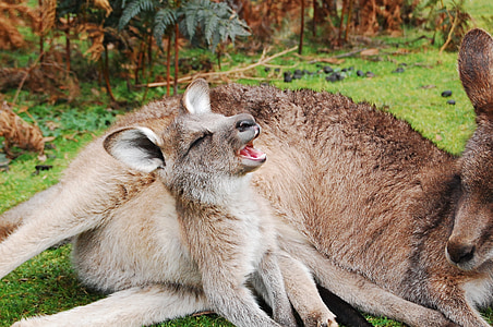 kangaro and baby kangaro reclining on ground thumbnail