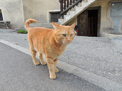 Cat, Animal thumbnail