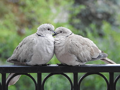 two gray short-beak birds perching on metal rail thumbnail