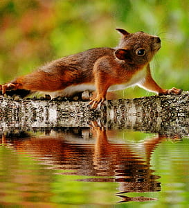 selective focus photography of red squirrel on tree thumbnail