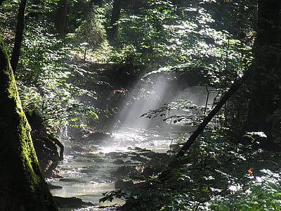 body of water near trees thumbnail