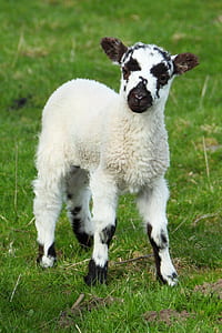 photo of white and sheep goat on grass land thumbnail