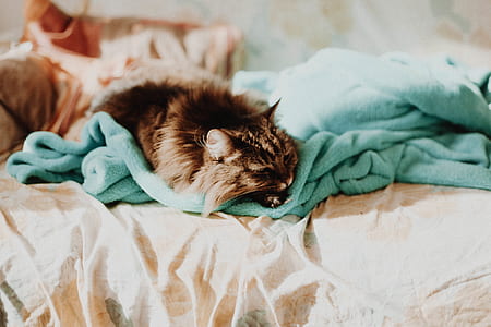 brown kitten lying on teal textile thumbnail