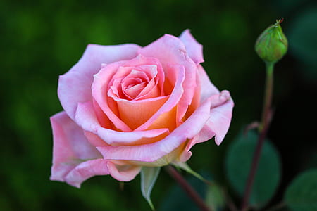 pink garden rose thumbnail