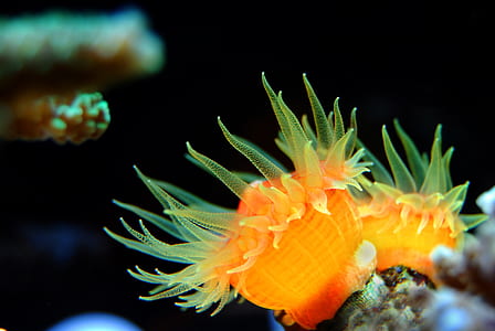 photo of two orange and green sea grasses thumbnail