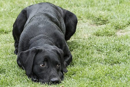 adult black Labrador retriever laying on green grass thumbnail