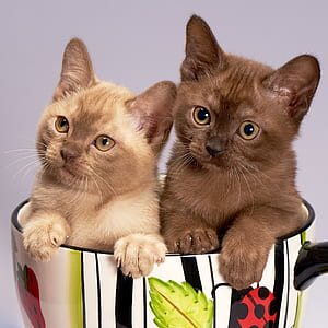 two brown kittens sitting inside on ceramic mug thumbnail