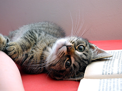 brown tabby cat lying near book thumbnail