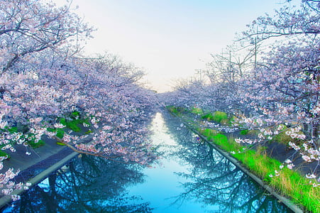 Cherry Blossom tree near body of water thumbnail