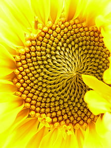 yellow sunflower close-up photography thumbnail